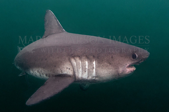 A salmon shark hunts the cold waters of Prince William Sound, Alaska