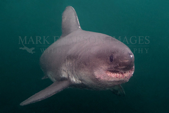 A salmon shark hunts the cold waters of Prince William Sound, Alaska