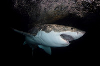 A white shark approaches through the dark night water at the Neptune Islands, South Australia