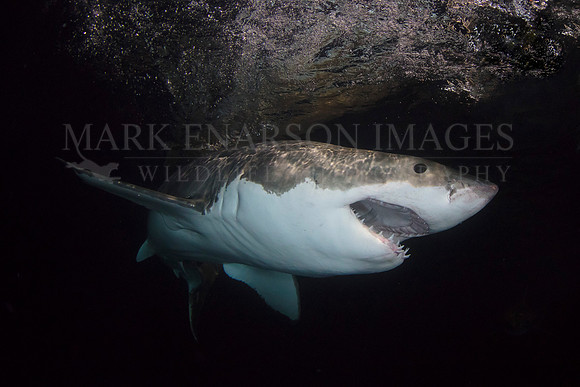 A white shark approaches through the dark night water at the Neptune Islands, South Australia