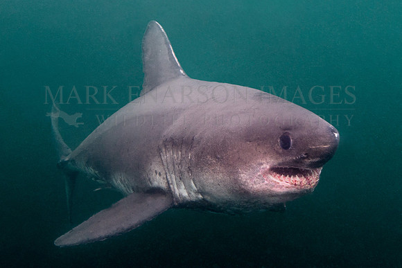 A salmon shark hunts the cold waters of Prince William Sound, Alaska