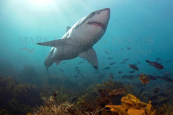A white shark cruises the bottom near Stewart Island, New Zealand