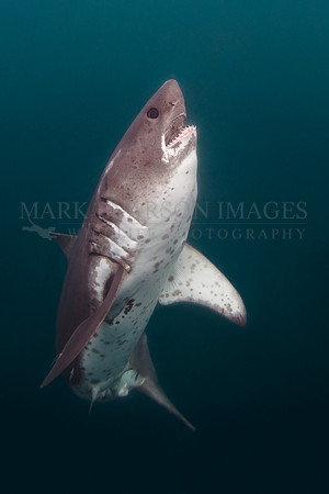 A salmon shark glides through the frigid waters of Prince William Sound, Alaska