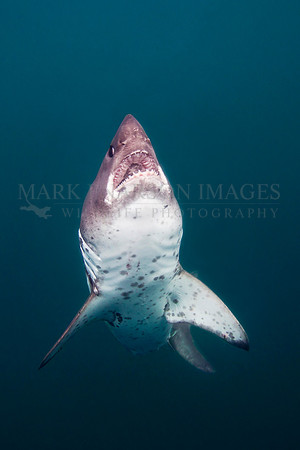 A salmon shark glides through the frigid waters of Prince William Sound, Alaska