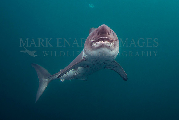 A salmon shark hunts the cold waters of Prince William Sound, Alaska