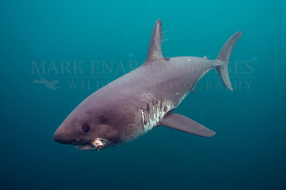 A salmon shark hunts the cold waters of Prince William Sound, Alaska