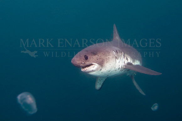 A salmon shark glides through the frigid waters of Prince William Sound, Alaska