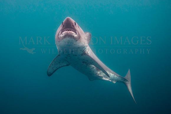 A salmon shark glides through the frigid waters of Prince William Sound, Alaska