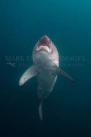 A salmon shark glides through the frigid waters of Prince William Soundo, Alaska