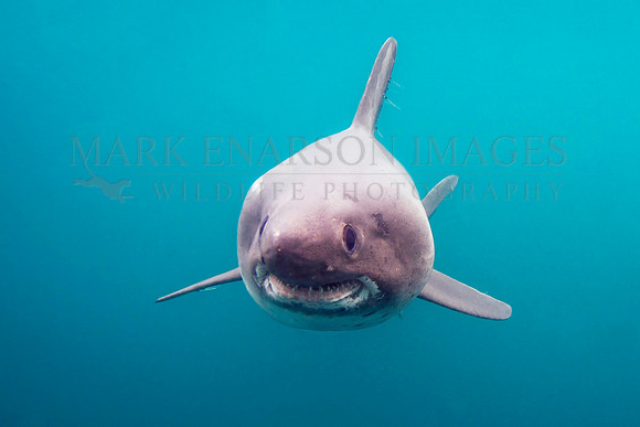 A salmon shark glides through the frigid waters of Prince William Sound, Alaska