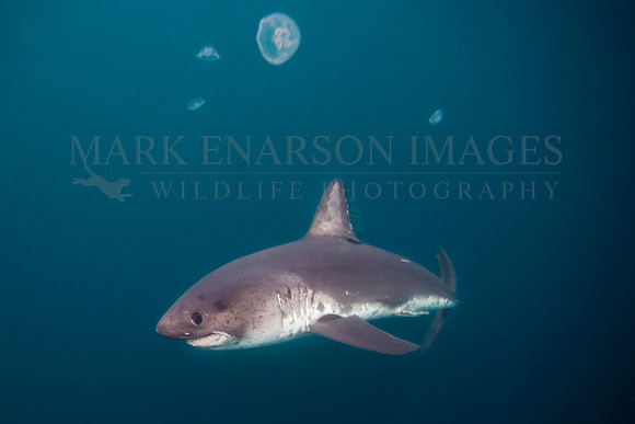 A salmon shark glides through the frigid waters of Prince William Sound, Alaska