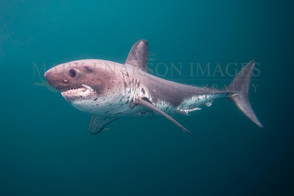 A salmon shark hunts the cold waters of Prince William Sound, Alaska