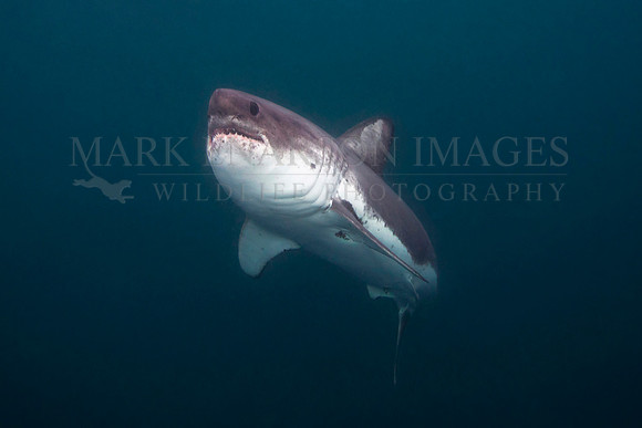 A salmon shark hunts the cold waters of Prince William Sound, Alaska