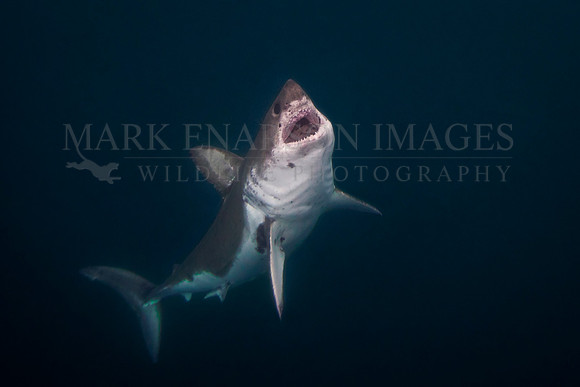 A salmon shark rises out of the frigid depths of Prince William Sound, Alaska