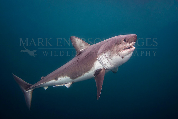 A large male salmon shark hunts the icy waters of Prince William Sound, Alaska