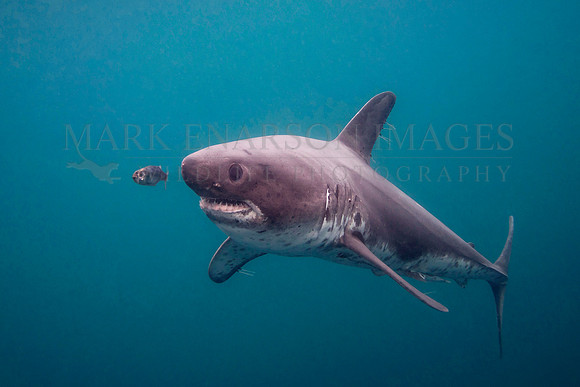 A salmon shark hunts the cold waters of Prince William Sound, Alaska