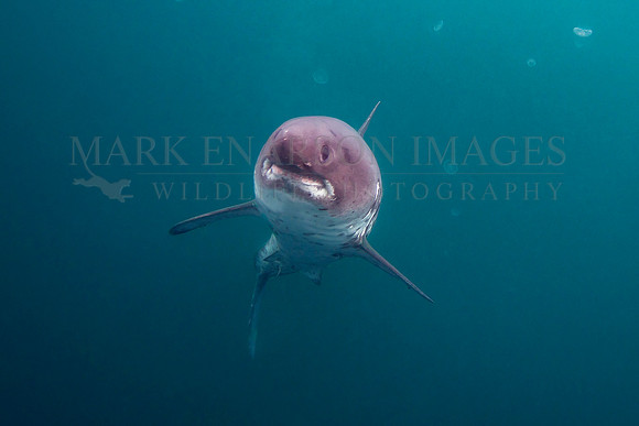 A salmon shark hunts the cold waters of Prince William Sound, Alaska