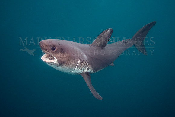 A salmon shark hunts the cold waters of Prince William Sound, Alaska