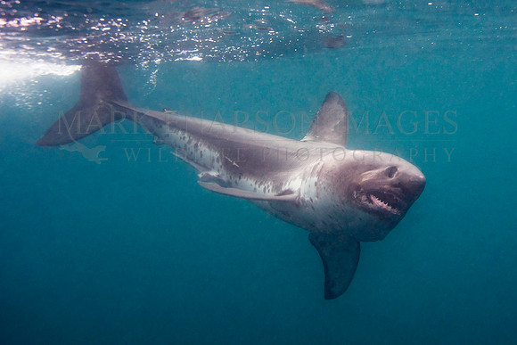 A salmon shark hunts the cold waters of Prince William Sound, Alaska