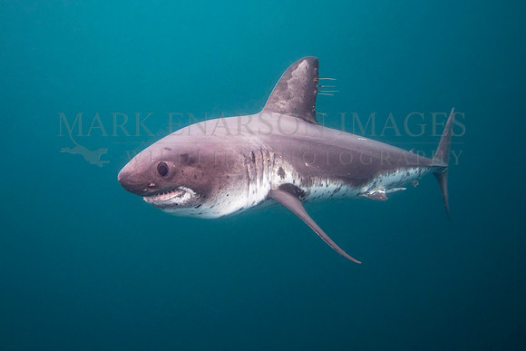 A salmon shark hunts the cold waters of Prince William Sound, Alaska