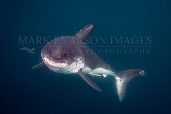 A salmon shark pursues a herring in the icy waters of Prince William Sound, Alaska