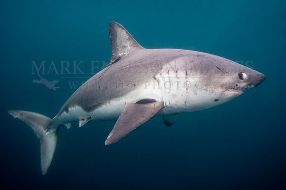 A salmon shark glides through the frigid waters of Prince William Sound, Alaska