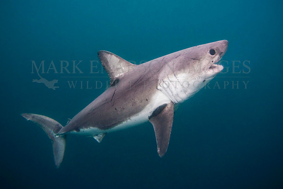 A salmon shark hunts the cold waters of Prince William Sound, Alaska