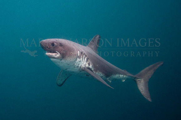 A salmon shark hunts the cold waters of Prince William Sound, Alaska