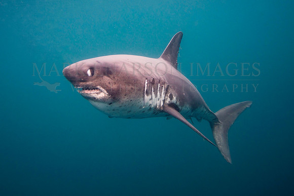 A salmon shark hunts the cold waters of Prince William Sound, Alaska