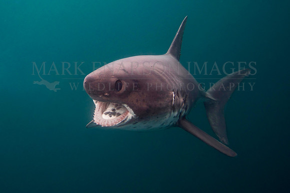 A salmon shark hunts the cold waters of Prince William Sound, Alaska