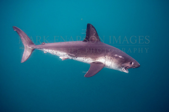 A salmon shark hunts the cold waters of Prince William Sound, Alaska