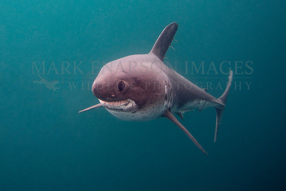 A salmon shark hunts the cold waters of Prince William Sound, Alaska