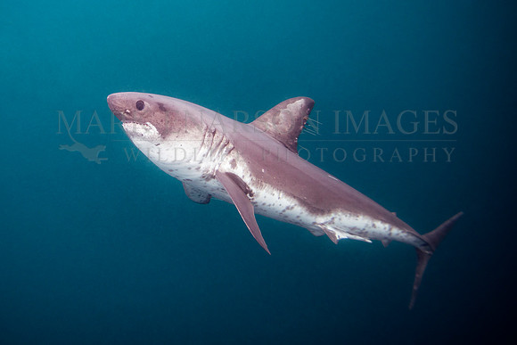 A salmon shark hunts the cold waters of Prince William Sound, Alaska