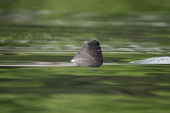 The dorsal fin of a salmon shark slices through the calm waters of Prince William Sound, Alaska