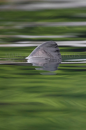 The dorsal fin of a salmon shark slices through the calm waters of Prince William Sound, Alaska