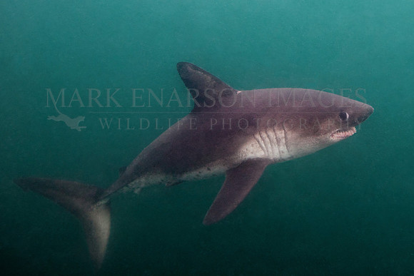 A salmon shark hunts the cold waters of Prince William Sound, Alaska