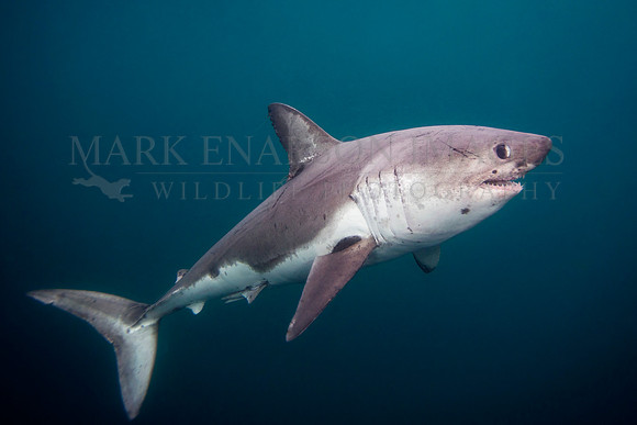 A salmon shark hunts the cold waters of Prince William Sound, Alaska