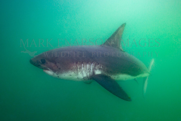 A salmon shark hunts the cold waters of Prince William Sound, Alaska