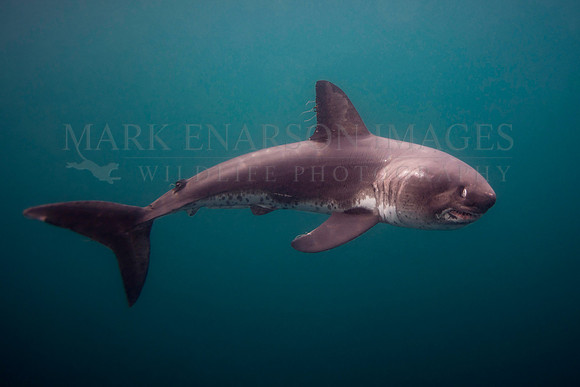 A salmon shark hunts the cold waters of Prince William Sound, Alaska