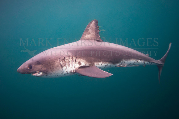 A salmon shark hunts the cold waters of Prince William Sound, Alaska