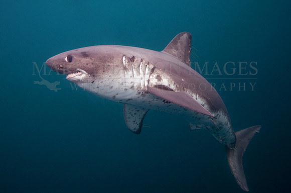 A salmon shark hunts the cold waters of Prince William Sound, Alaska