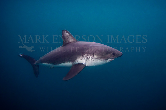 A salmon shark hunts the cold waters of Prince William Sound, Alaska
