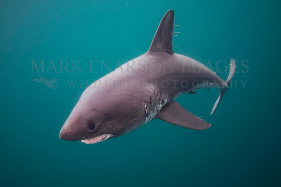 A salmon shark hunts the cold waters of Prince William Sound, Alaska