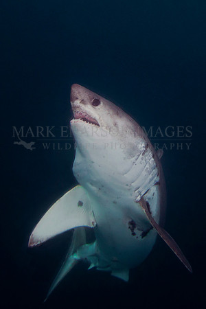 A salmon shark rises out of the frigid depths of Prince William Sound, Alaska