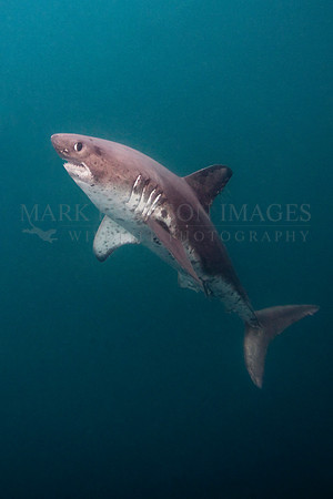 A salmon shark hunts the cold waters of Prince William Sound, Alaska