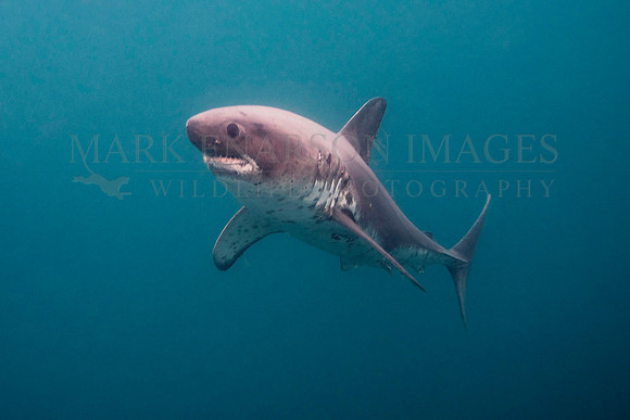 A salmon shark hunts the cold waters of Prince William Sound, Alaska