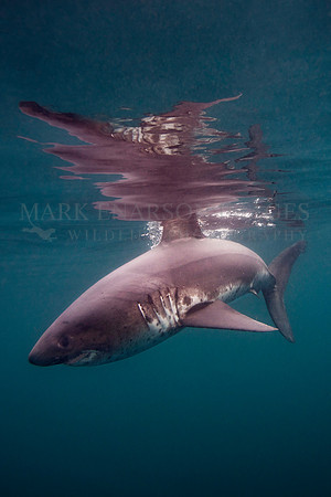 A salmon shark breaks the surface in Prince William Sound, Alaska