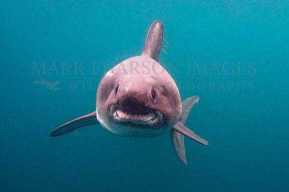 A salmon shark approaches in the cold waters of Prince William Sound, Alaska