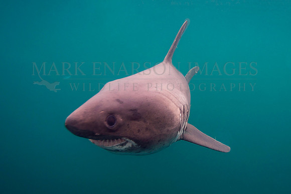 A salmon shark approaches in the cold waters of Prince William Sound, Alaska