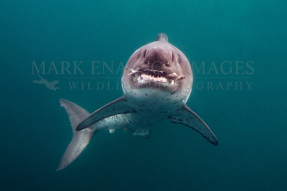 A salmon shark captures a herring in the cold waters of Prince William Sound, Alaska